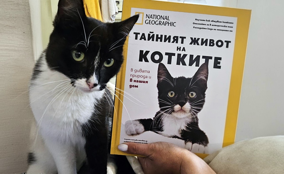 Котка National Geographic