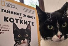 Котка National Geographic
