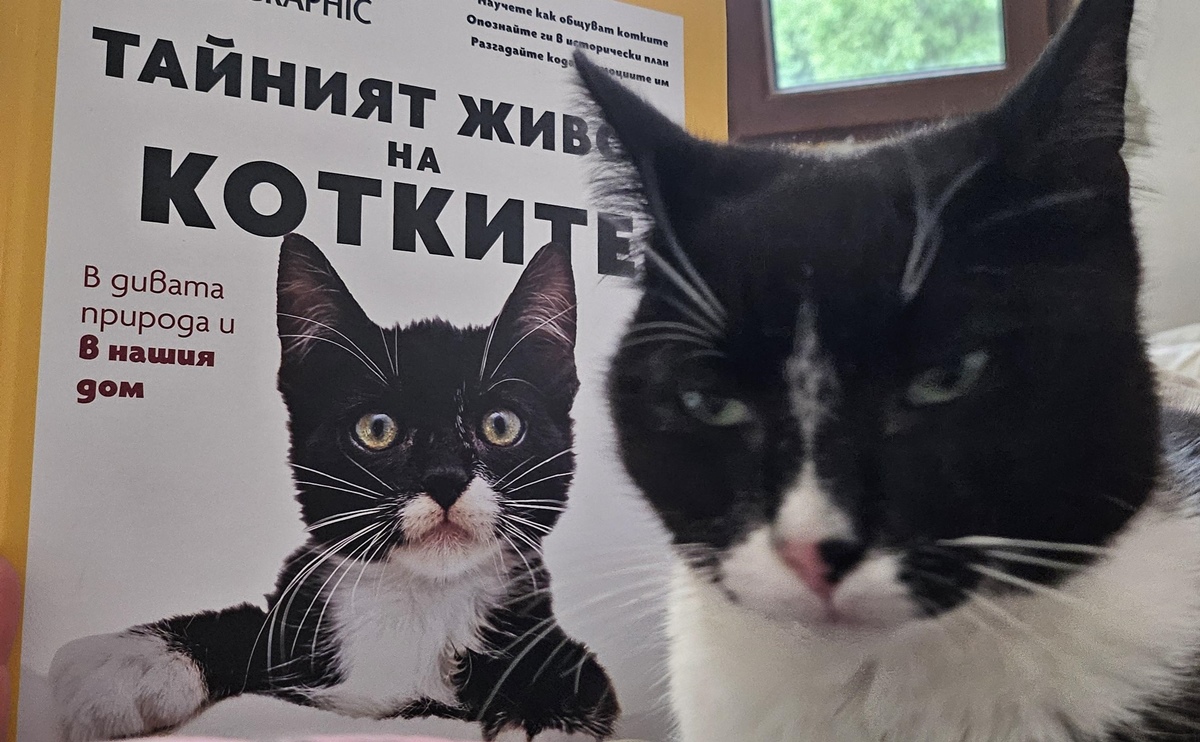 Котка National Geographic