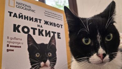 Котка National Geographic