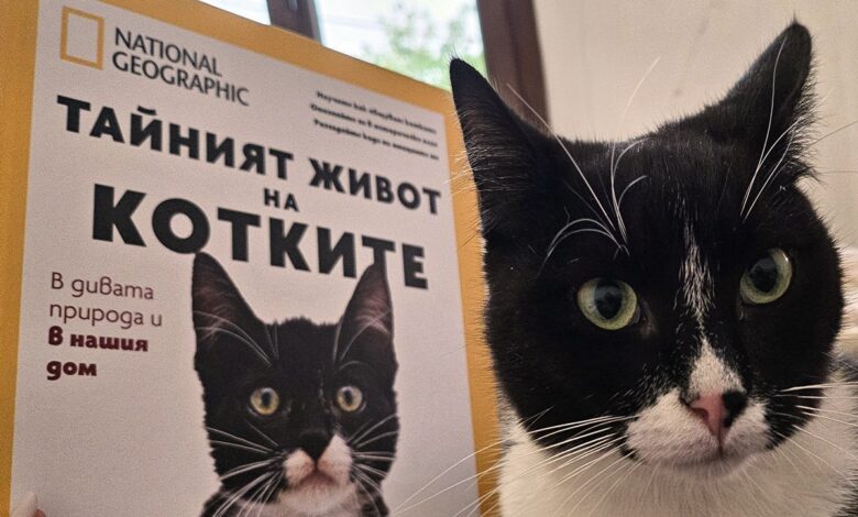 Котка National Geographic
