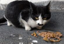 Бездомната котка Точица