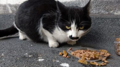 Бездомната котка Точица