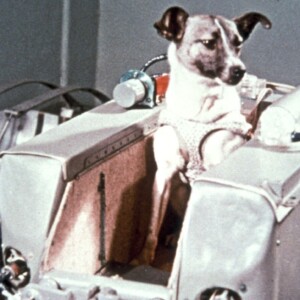 Кучето Лайка (petkulup.com) Лайка - куче космонавт