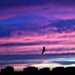 Снимка: Екатерина Желязкова