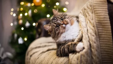 Котка сама в къщи