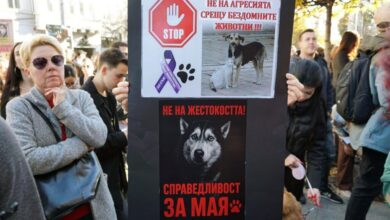 куче Мая жестокост животни