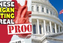 organ harvesting china new