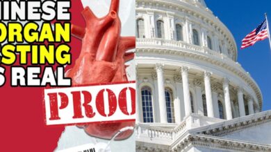 organ harvesting china new