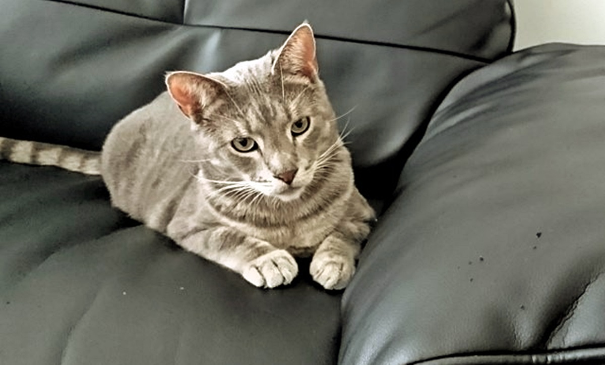 Котарак Макс