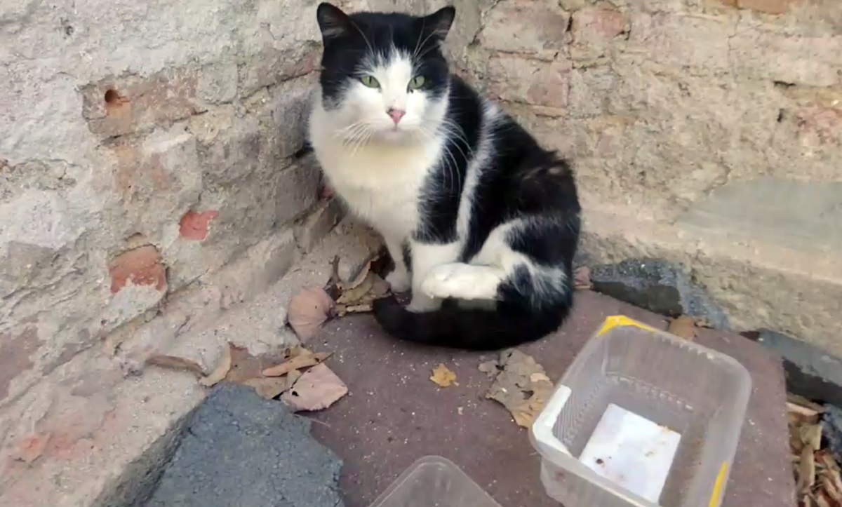Котарака Принц