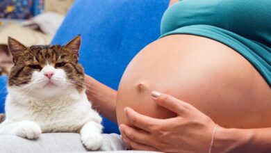 Котка бременност токсоплазмоза