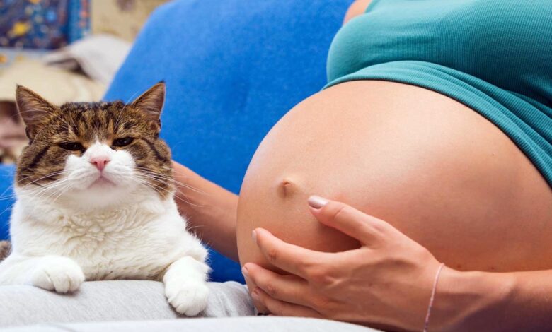 Котка бременност токсоплазмоза