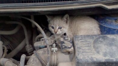Котка в двигателя