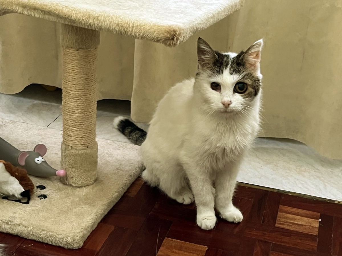 Котката Белушка