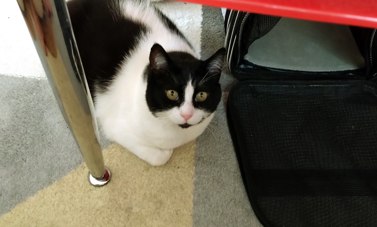 Котката Джой