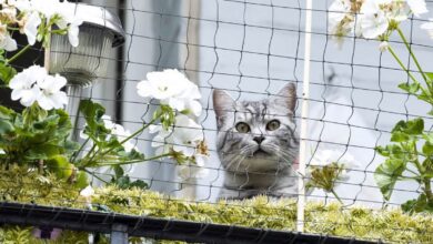 Мрежа за котки балкон