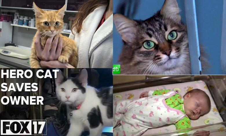 котки спасяващи хора